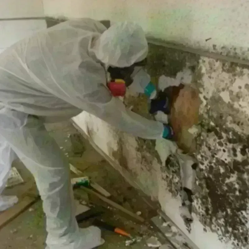 Mold Remediation and Removal in Vergennes, VT